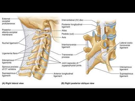 Major Ligaments of the Cervical Spine - YouTube