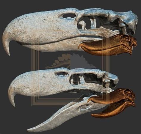 The skull of Kelenken (one of the largest terror birds) with a shoebill ...