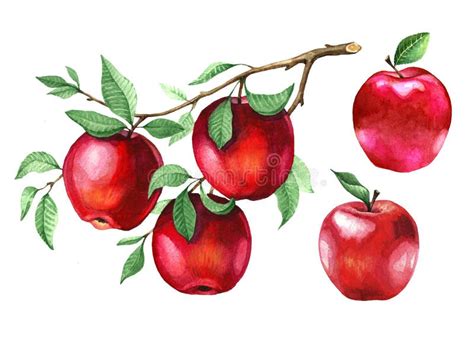 Watercolor Red Apples on a Tree Branch Stock Illustration ...