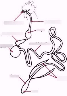 Chicken Digestive System Diagram | Quizlet