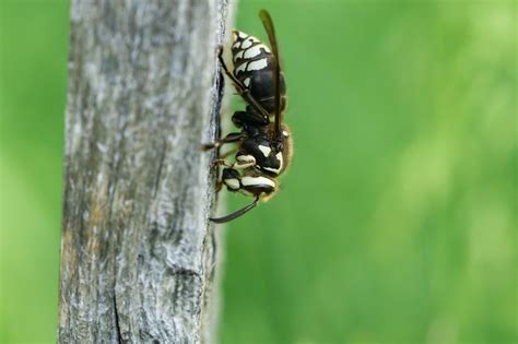 The Buzz About the Bald-faced Hornet Stinger - Innovative Pest Solutions