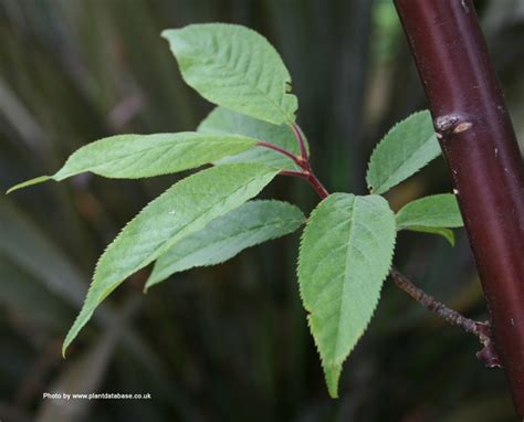 Buy Tibetan Cherry Tree or Birch Bark Cherry Tree (Prunus Serrula) online from UK supplier of ...