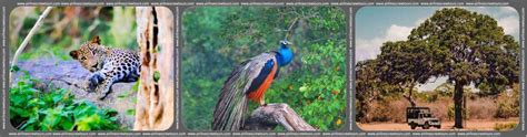 Wilpattu National Park Safari - Day Tour - Airlines Crew Tours