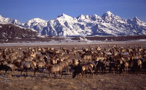 Elk at Jackson, WY - | National parks, Yellowstone, National elk refuge