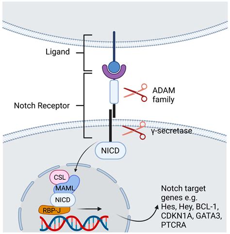 Notch Signaling in Inflammatory Diseases | Encyclopedia MDPI