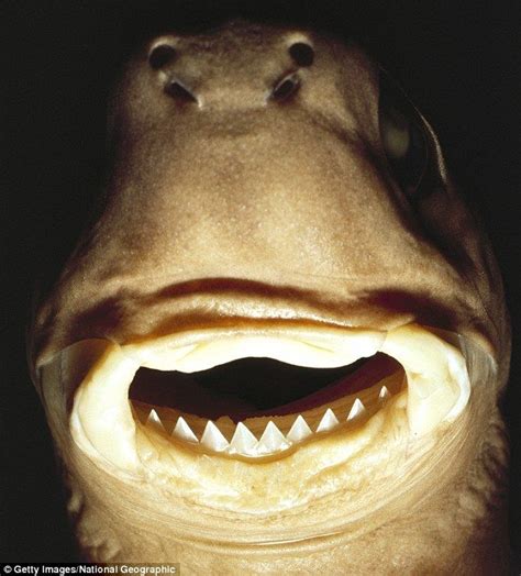 5 terrifying sea animal mouths | Deep sea sharks, Scary animals, Shark