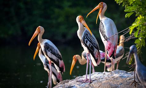 Bird-Watching at Ranthambhore | Ranthambhore National Resort, Sawai Madhopur