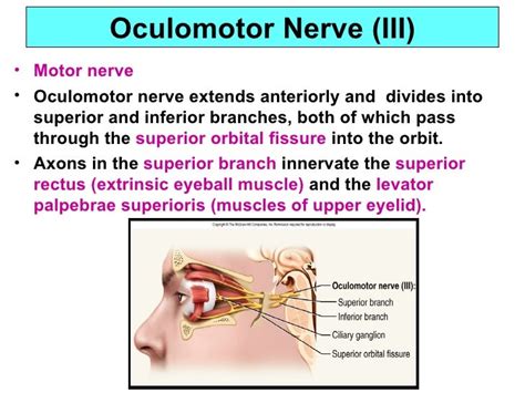 Cranial nerve