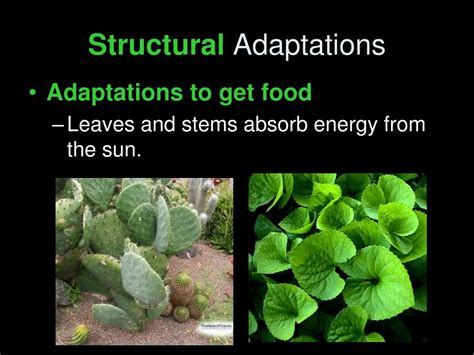 PPT - Plant Adaptations PowerPoint Presentation, free download - ID:6899917