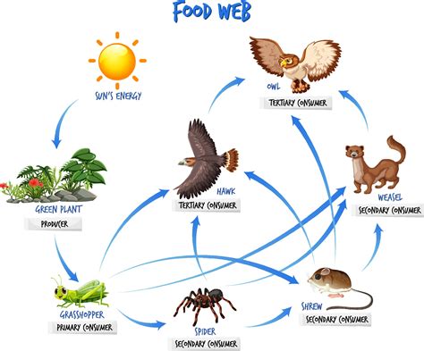 Food chain diagram concept 2156400 Vector Art at Vecteezy