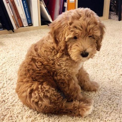 Labradoodle (Labrador & Poodle Mix) Info, Pictures, Facts, Traits | Doggie Designer ...