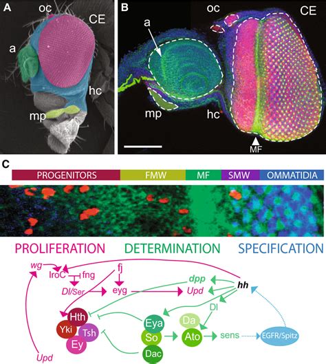 Drosophila melanogaster eye determination and gene regulatory network ...