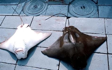 Cownose Stingray – "OCEAN TREASURES" Memorial Library