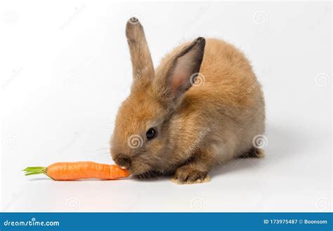 Brown Baby Rabbit Eating Carrot on White Background Stock Image - Image of nutrition, easter ...