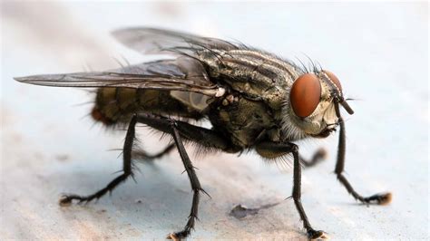 Where Do Flies Go in the Winter? - A-Z Animals