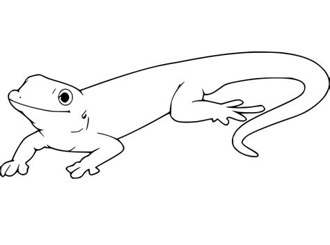 Gecko Coloring Pages For Kids