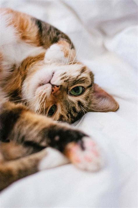 How changing your cat's sleeping patterns can help you sleep better