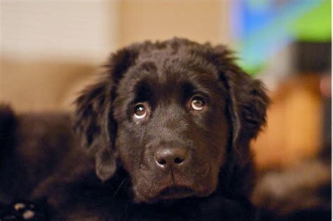 brown newfoundland puppy.JPG Hi-Res 720p HD