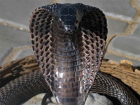 Animals World: black cobra best wallpapers