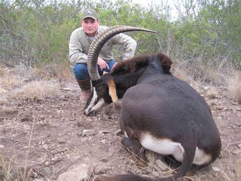 Sable Hunt : Dan Moody Texas Hunting Guide Services