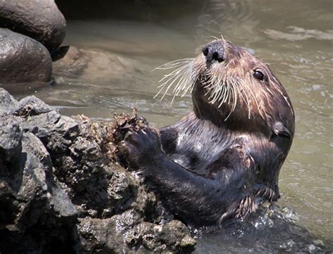 Sea Otter Uses a Rock to Open a Shell — The Daily Otter | Sea otter ...