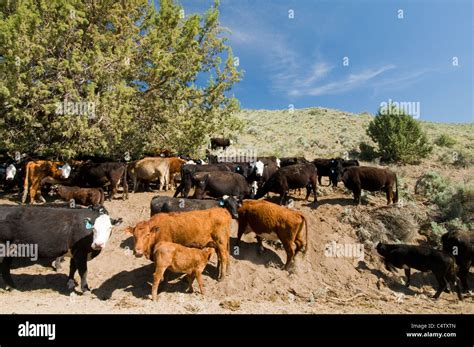 Cattle overgrazing on public lands administered by the Bureau of Land Management in SW Idaho ...