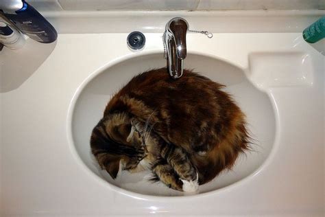 Funny Cats Sleeping in Weird Places | Animals Zone