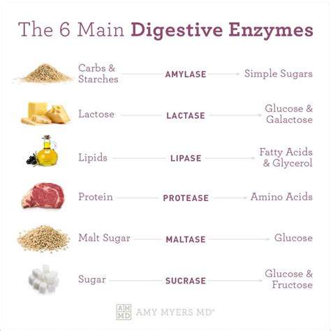 What are Digestive Enzymes’ Benefits for Gut Health? | Amy Myers MD | Digestive enzymes benefits ...