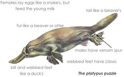 Platypus - Alchetron, The Free Social Encyclopedia