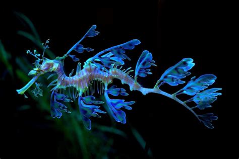 The Beautiful, Magical Leafy Sea Dragon. Photo: NaSser Alomairi On Flickr.