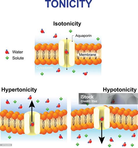 Tonicity And Osmosis Cell Membrane And Aquaporin Stock Illustration - Download Image Now ...