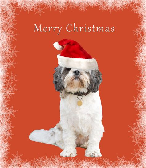 Dog Christmas Card Free Stock Photo - Public Domain Pictures