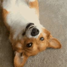 Corgi Happy GIF - Corgi Happy Smiling - Discover & Share GIFs