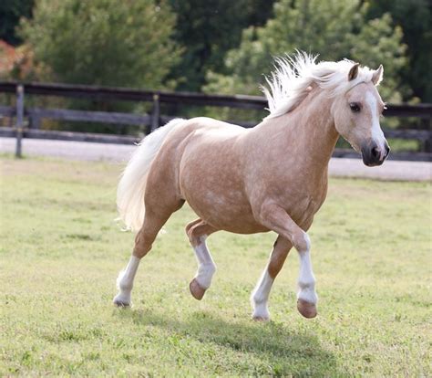 Pin on Horses