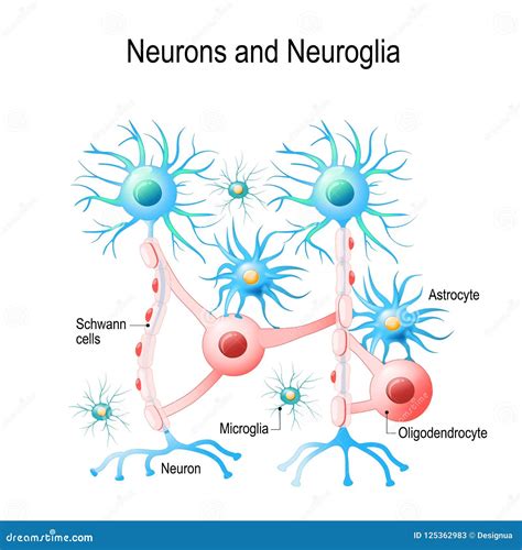 Glial Cells Vs Neurons - slideshare