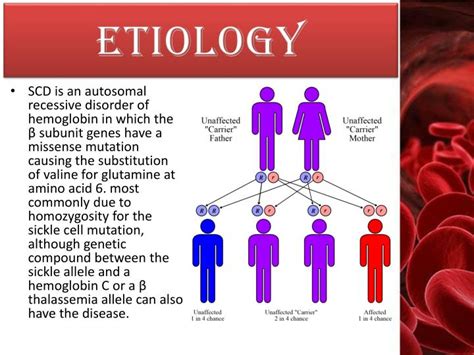 PPT - SICKLE CELL DISEASE ( scd ) PowerPoint Presentation - ID:2644910