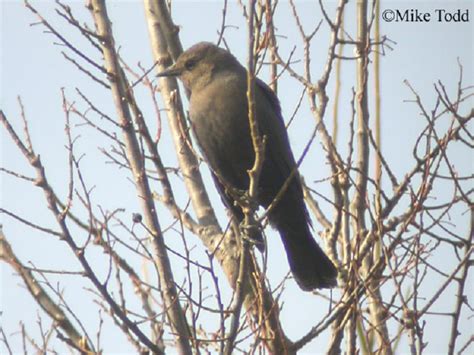 Tennessee Watchable Wildlife | Brewer's Blackbird - Habitat: 1