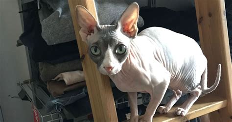 How To Care For A Hairless Cat: Sphynx Care 2021 | The Strategist