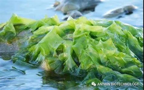 News - Seaweed Fertilizer