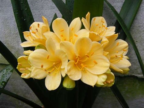 Clivia Port Elizabeth | Clivias For Sale