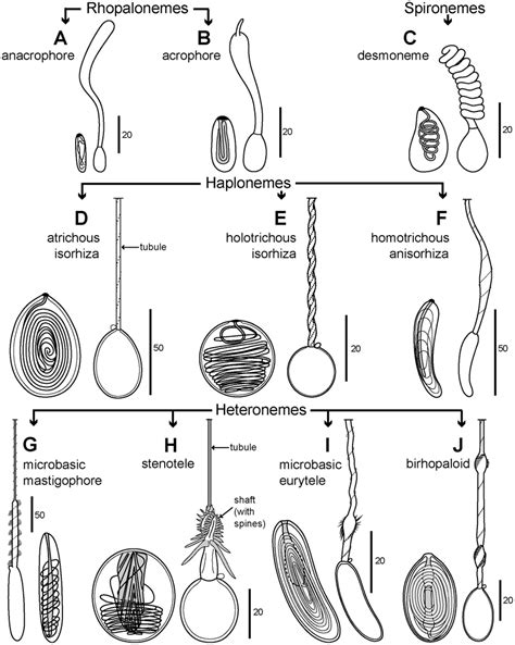 Schematic representation of ten nematocyst types found in... | Download ...