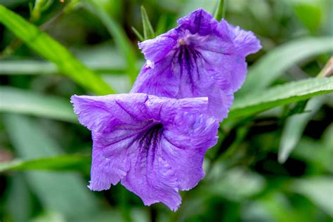 How to Grow and Care for Mexican Petunia