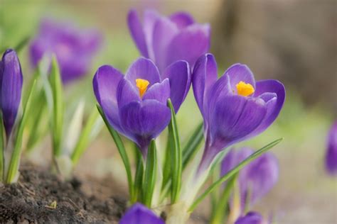 Growing Crocus | ThriftyFun