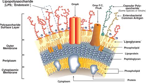 Bacterial lipopolysaccharides and innate immunity. | Semantic Scholar