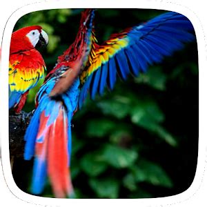 Colorful Parrot Theme - Остання Версія Для Android - Завантажте Apk