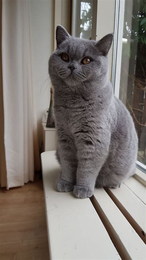 Obelix 5 maanden | Cute cats, Grey cat breeds, Beautiful cats