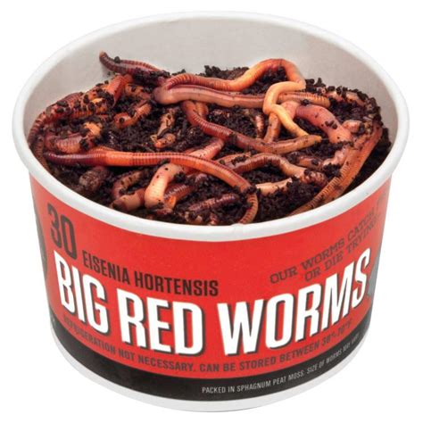 DMF Bait Big Red Worms - 30 Ct by DMF Bait at Fleet Farm