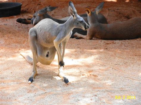 Zoo Miami July 2, 2011 | A day at the zoo. As we watched thi… | Flickr