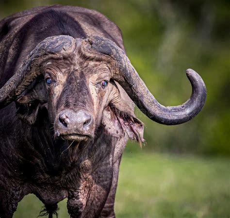 Extreme Close Up of a Cape Buffalo with Huge Horns Stock Photo - Image of angry, caffer: 261084602