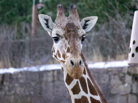 Cheyenne Mountain Zoo’s giraffe birth cam is now live; giraffes due in ...